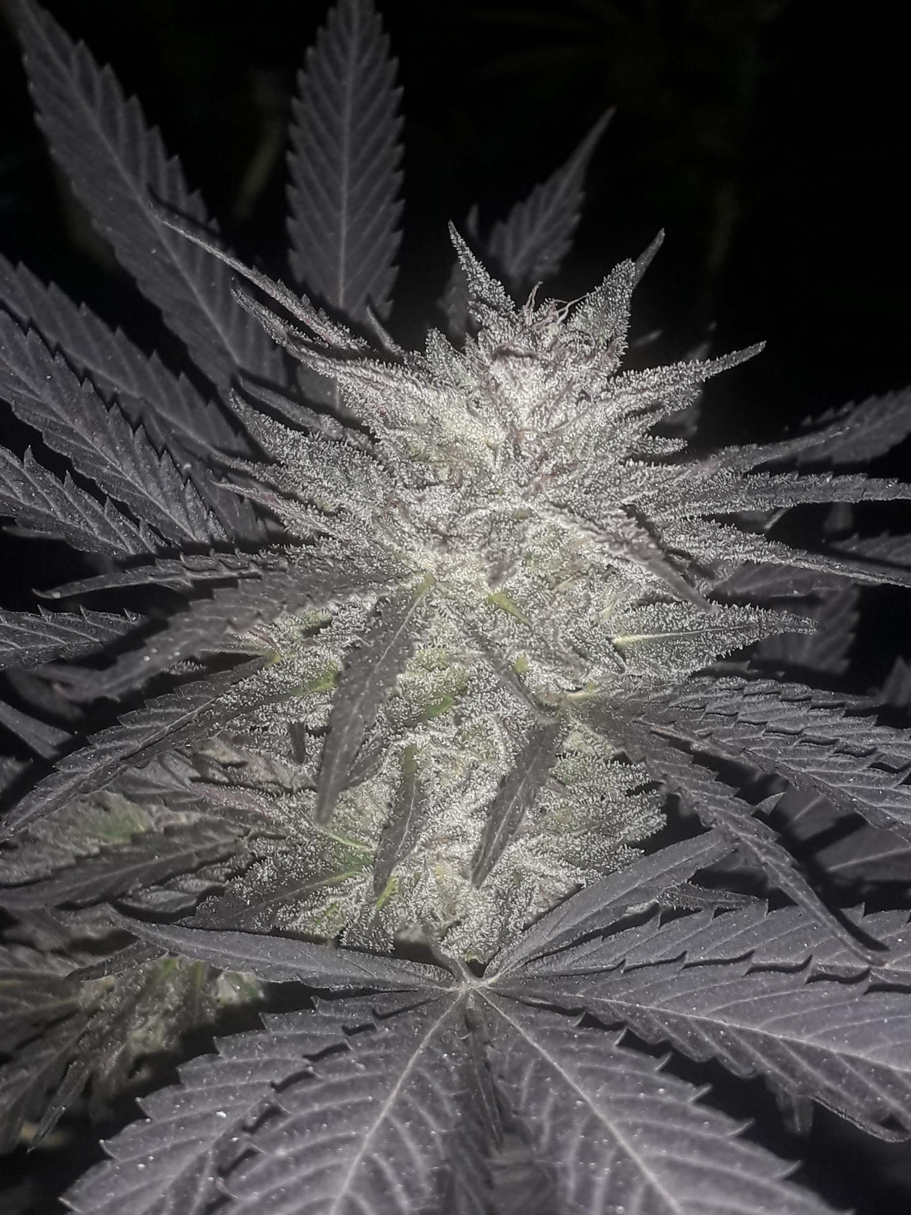 неизвестный куш фаст от delicious seeds.