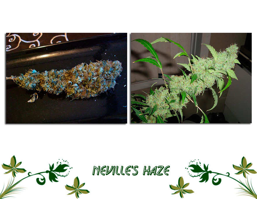 Neville's Haze сорт