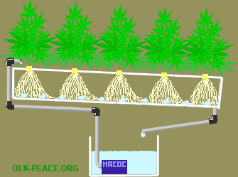 Nft