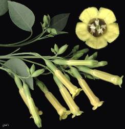 nicotiana glauca