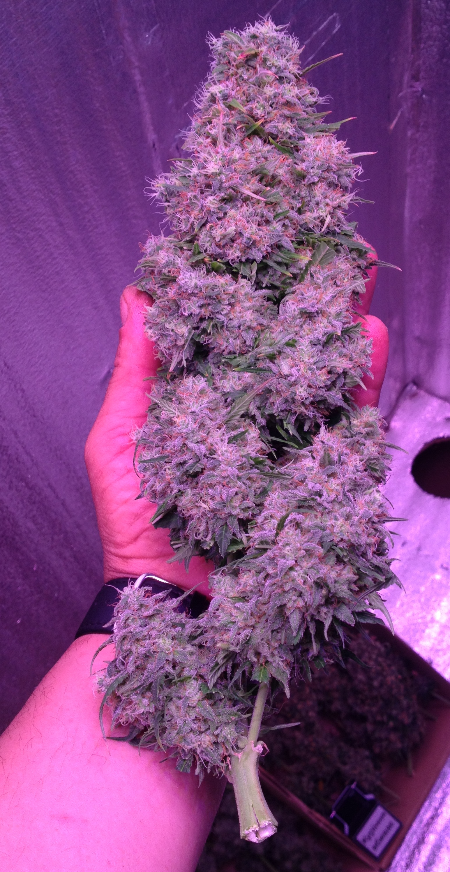 Northern Light
