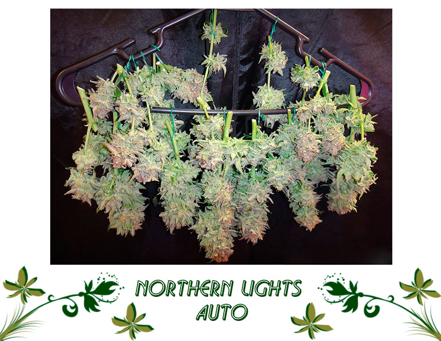 Northern Lights Auto сорт