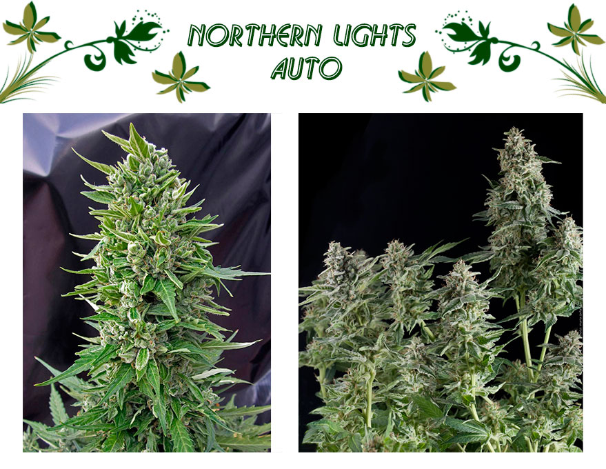 Northern Lights Auto