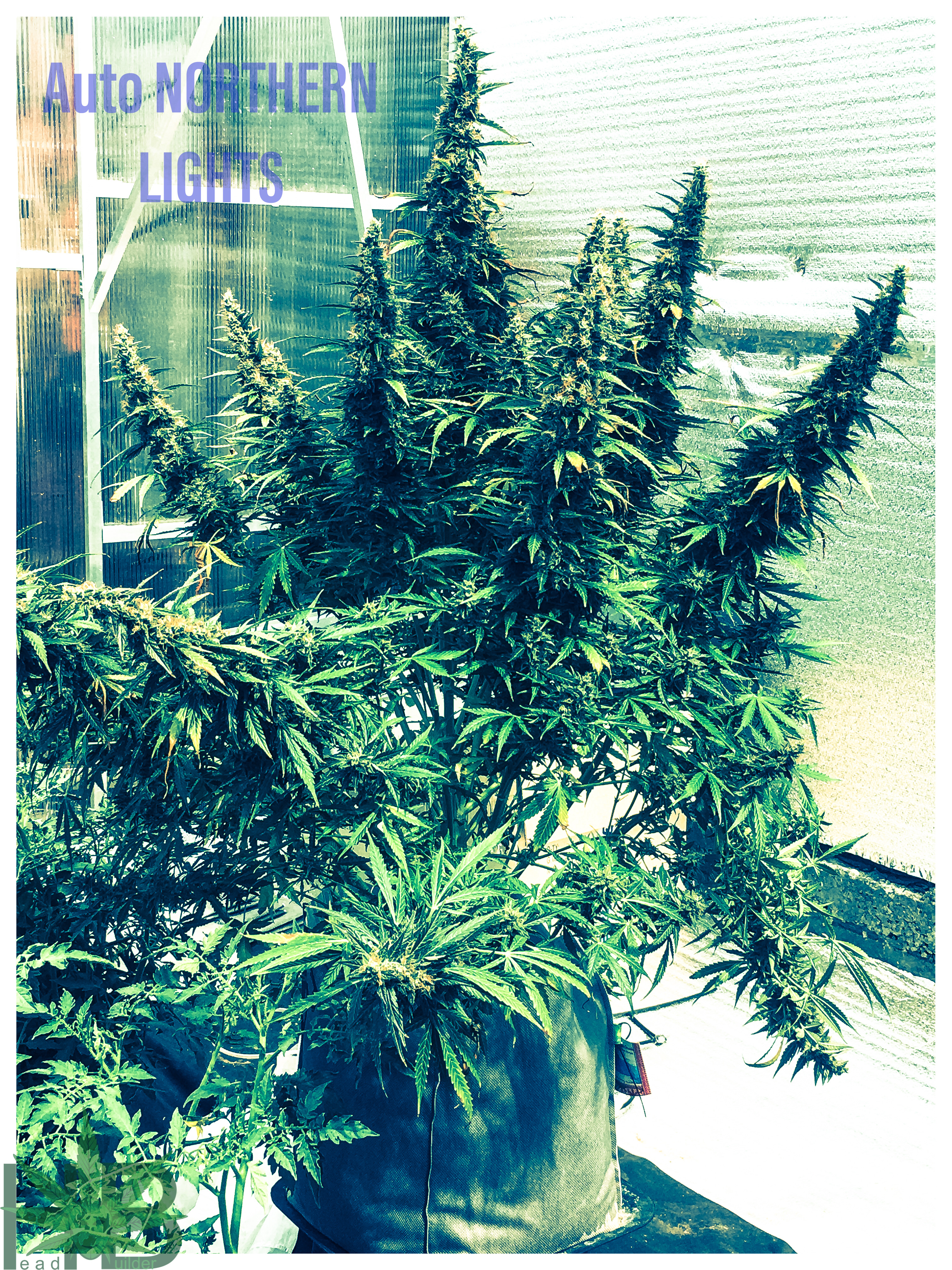 Northern Lights Auto