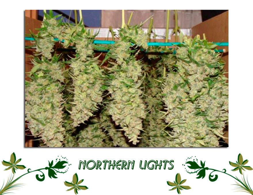 Northern Lights сорт