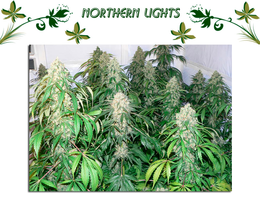 northern lights