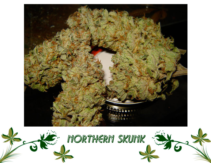 Northern Skunk сорт