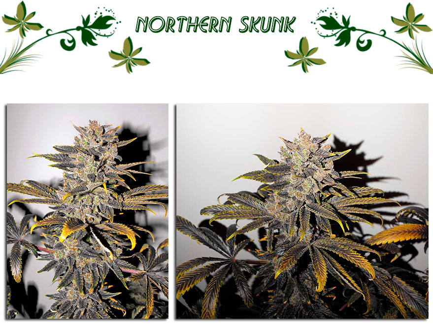 Northern Skunk