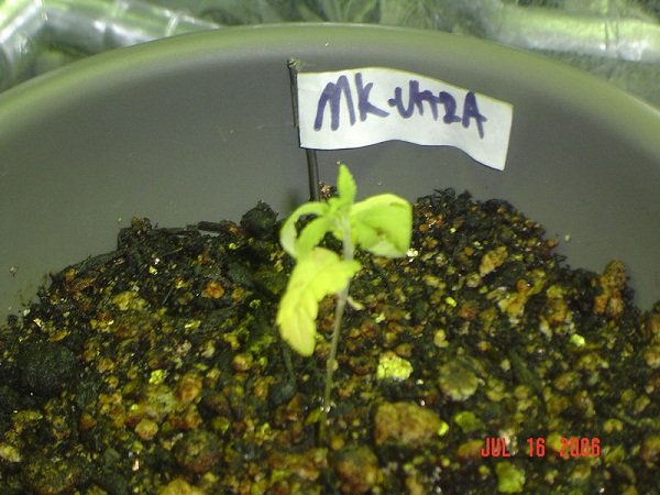 nutrients