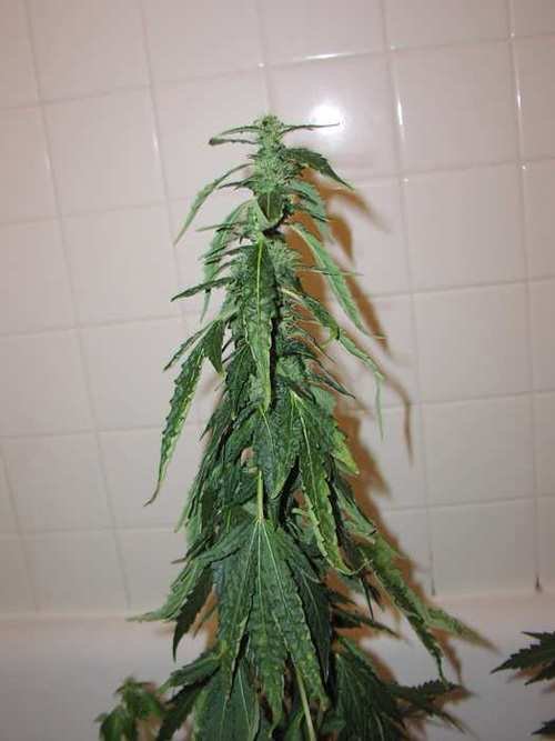 nutrients