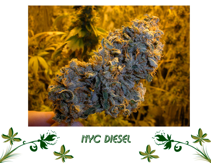 NYC Diesel сорт