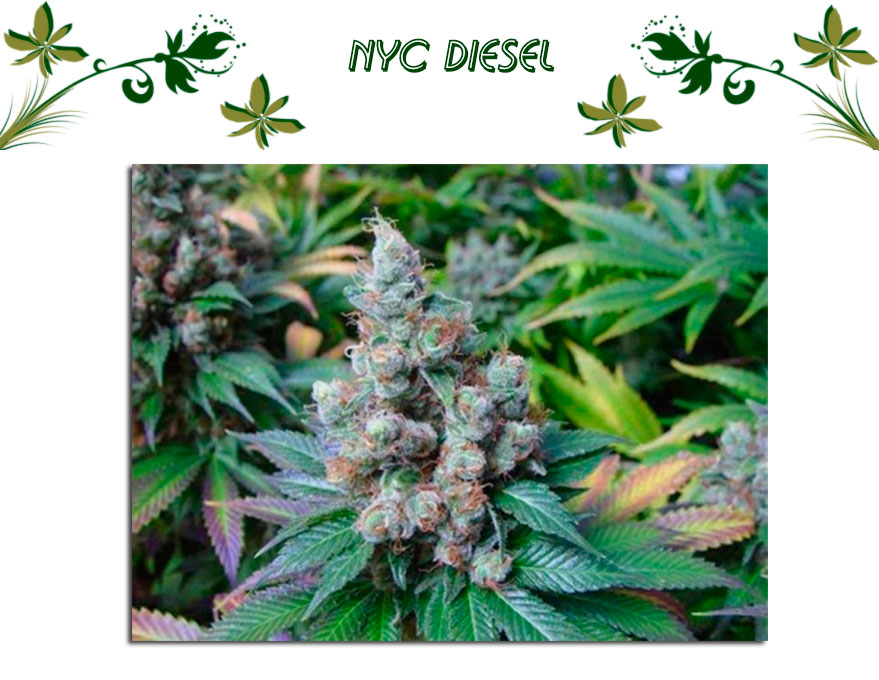 NYC Diesel