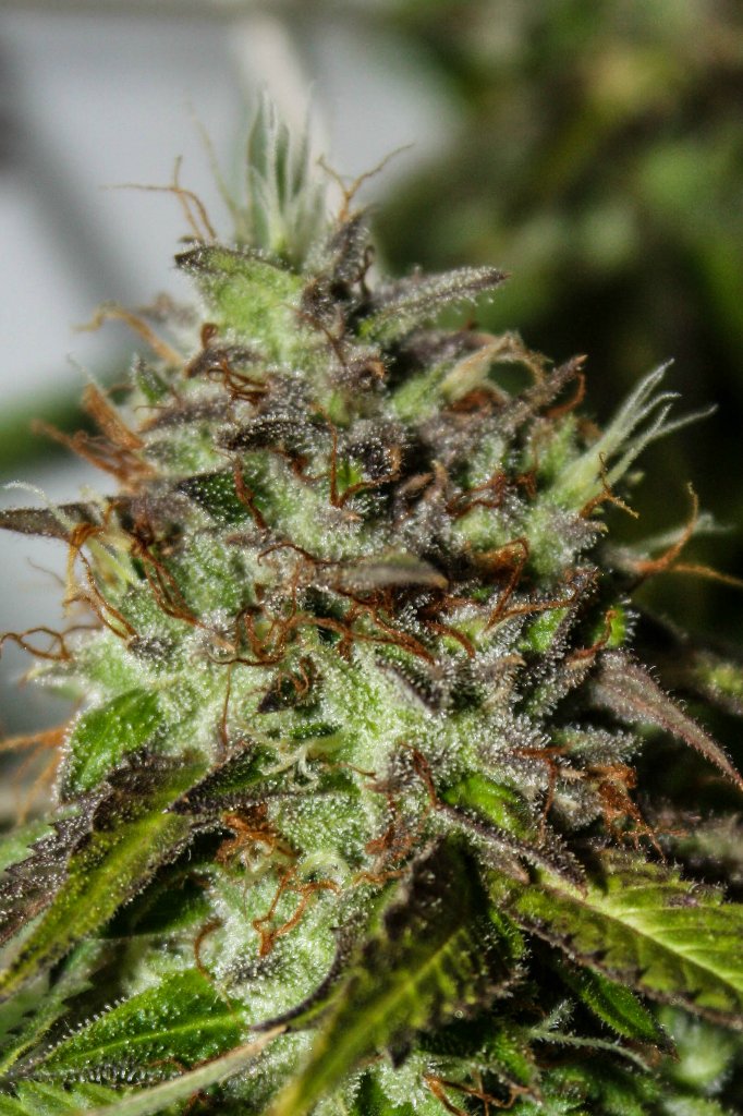 NYC Diesel
