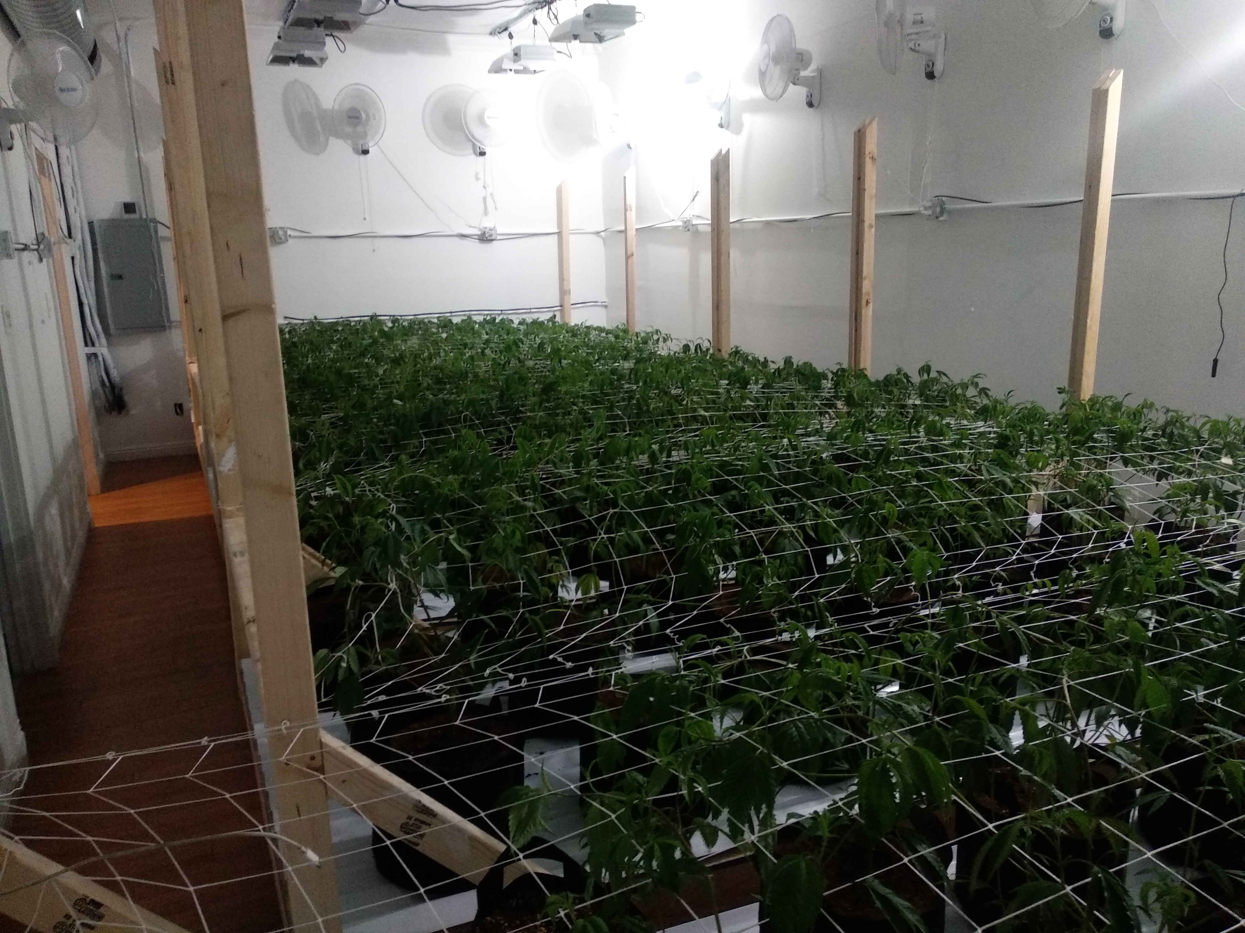 Общий вид GrowRoom N2 под сеткой