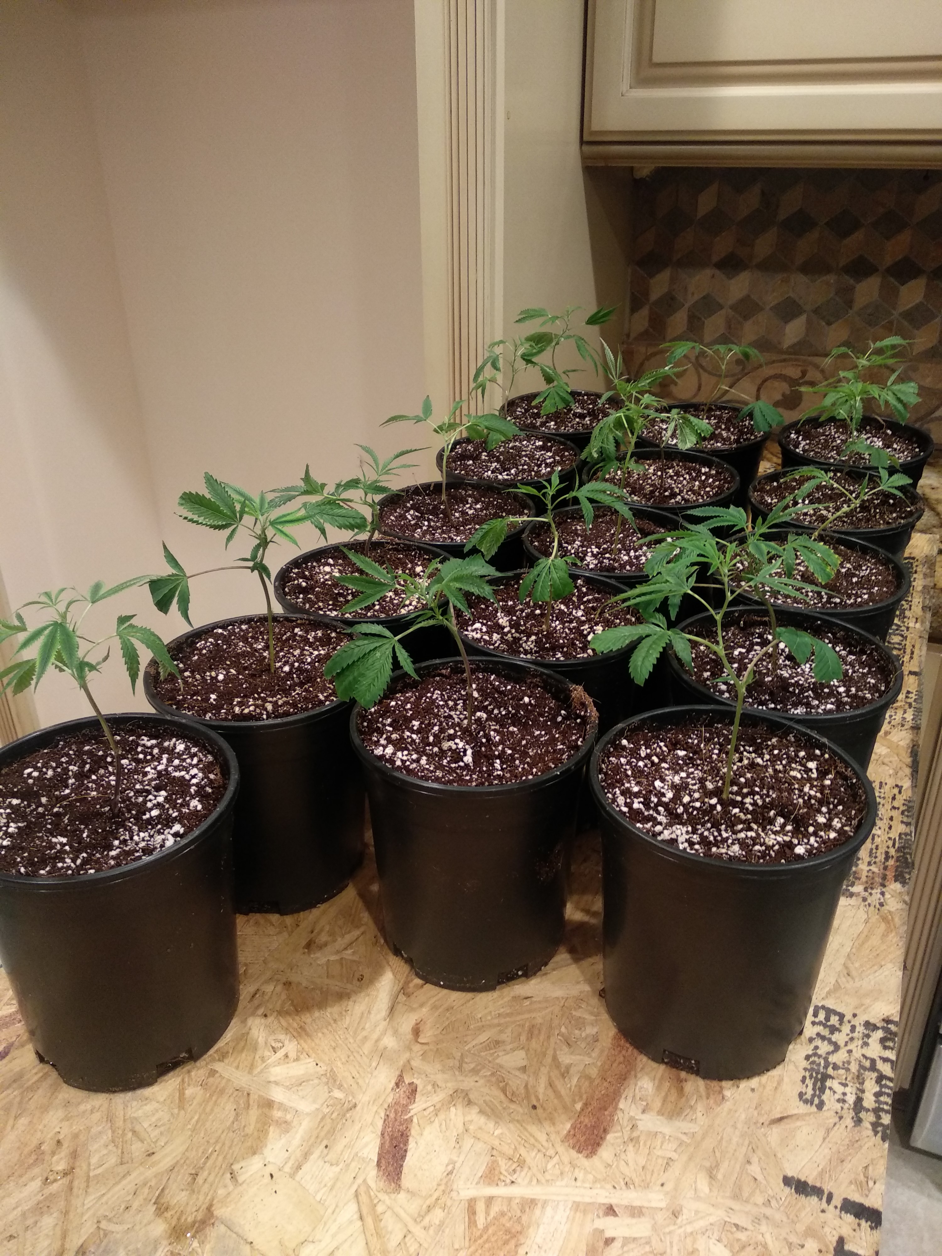 Obsidian OG