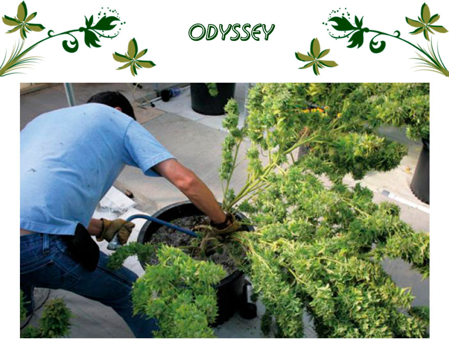 Odyssey