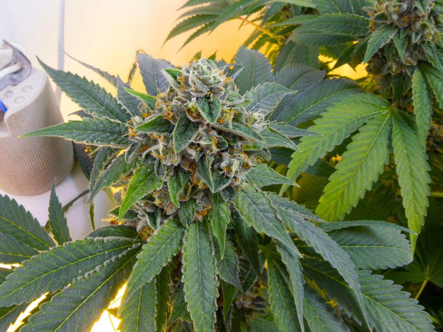 OG#18 (3)