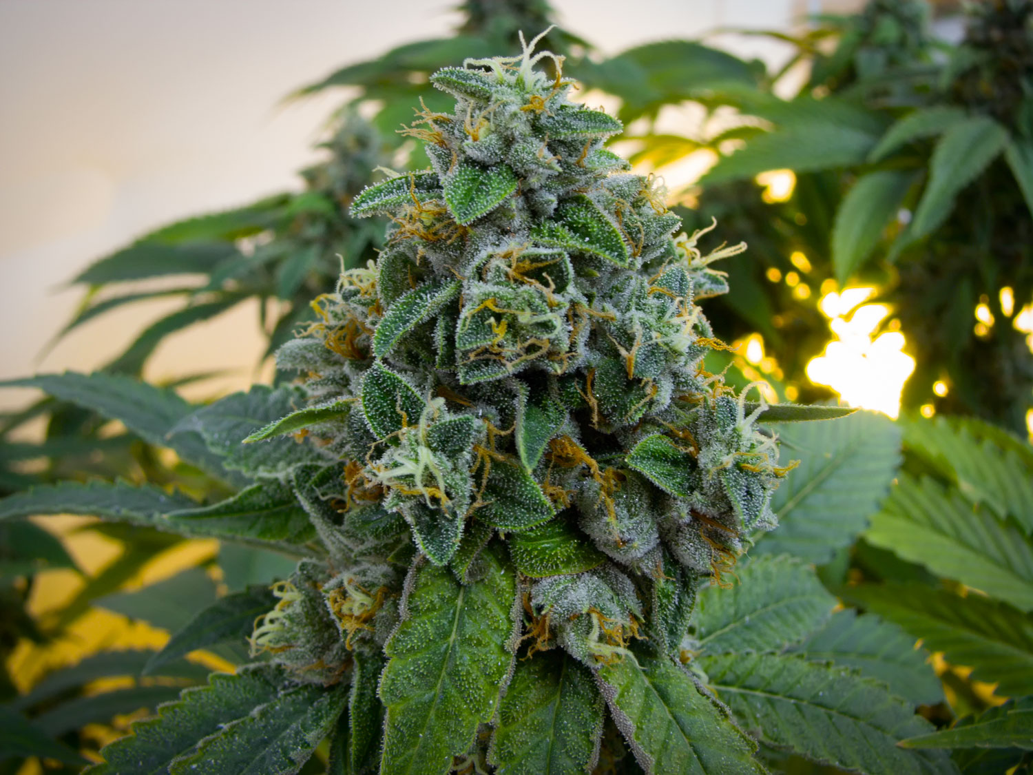 OG#18 (4)