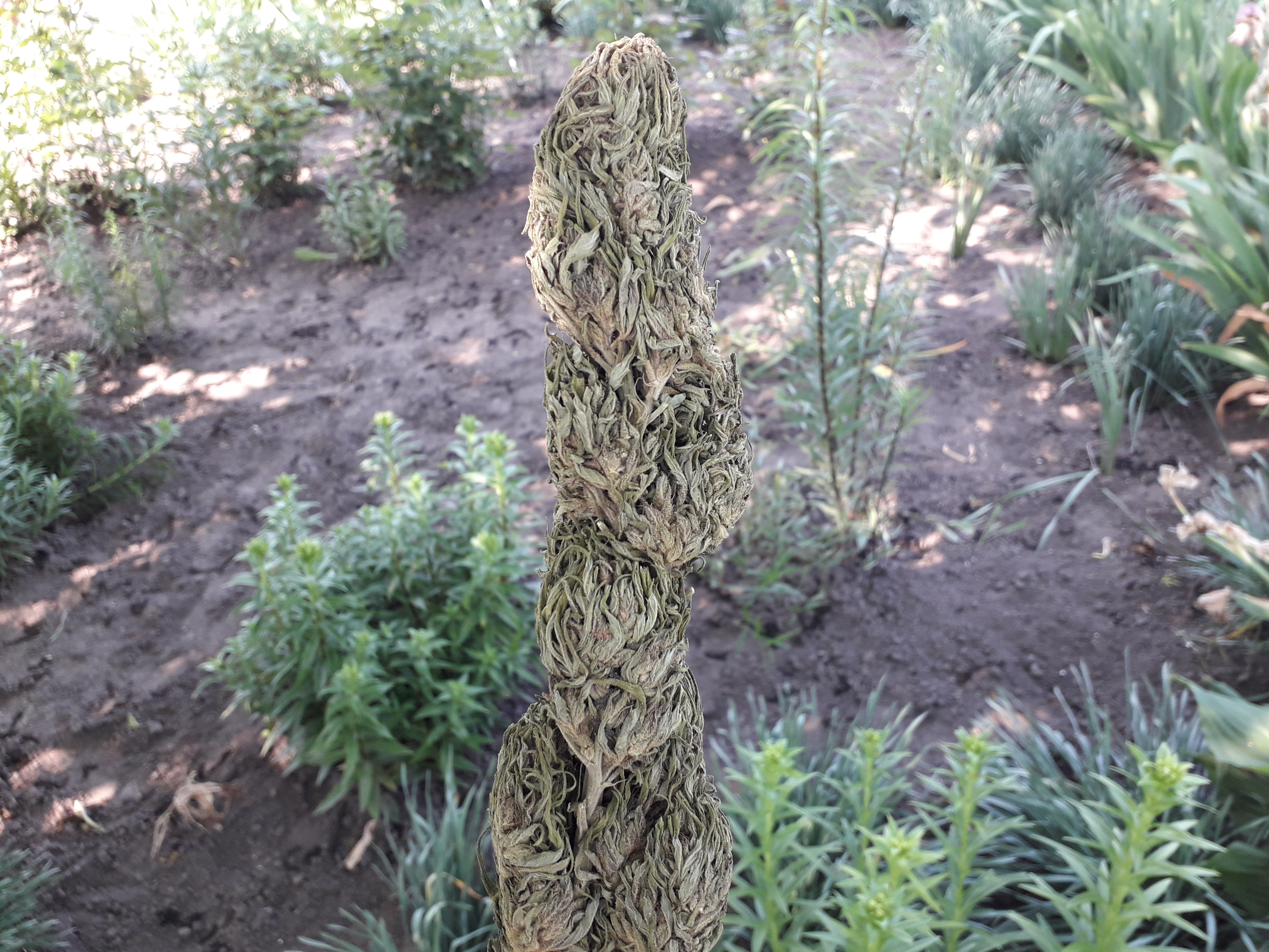 og kush аут 2019