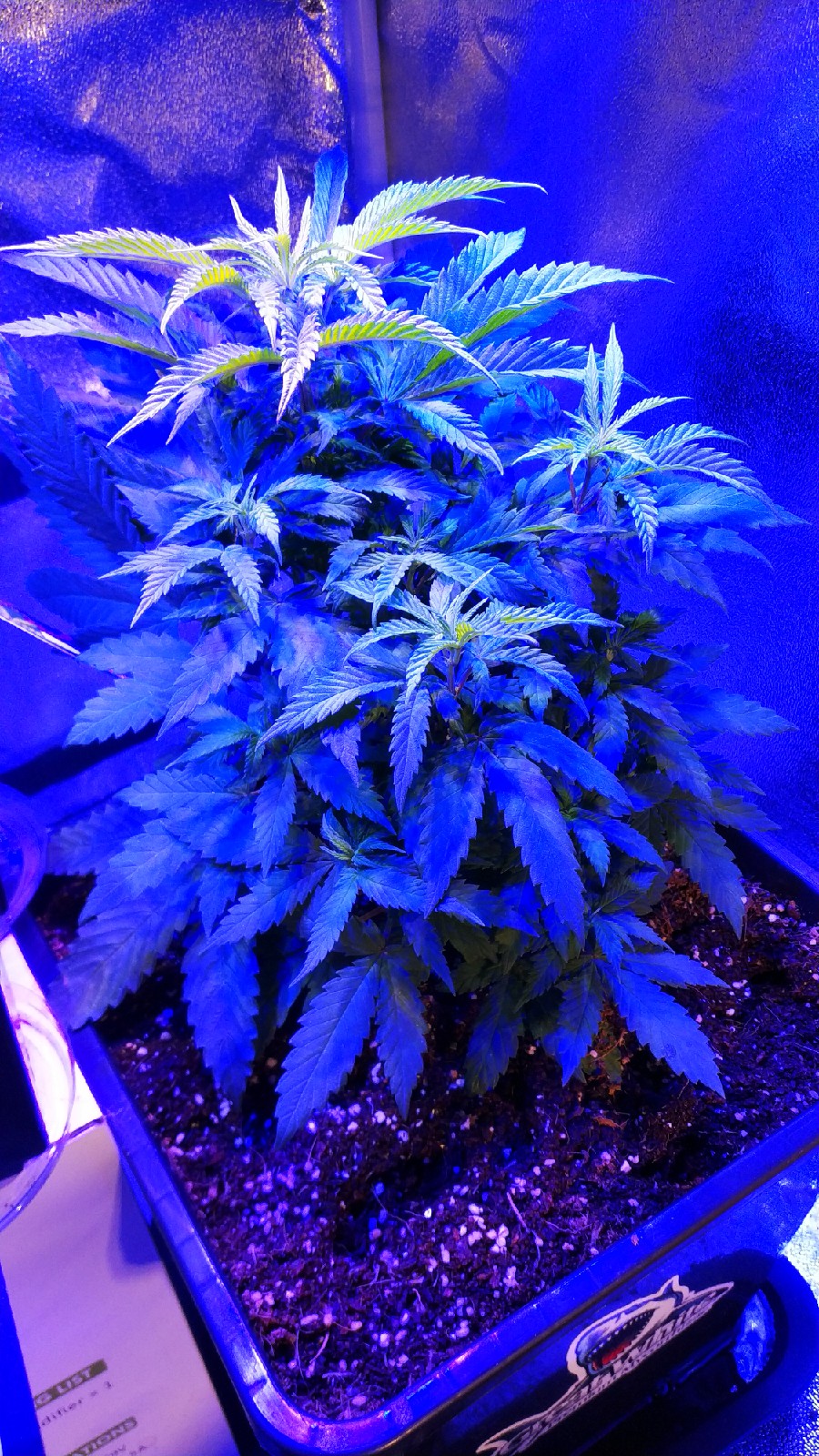 OG Kush errors seeds