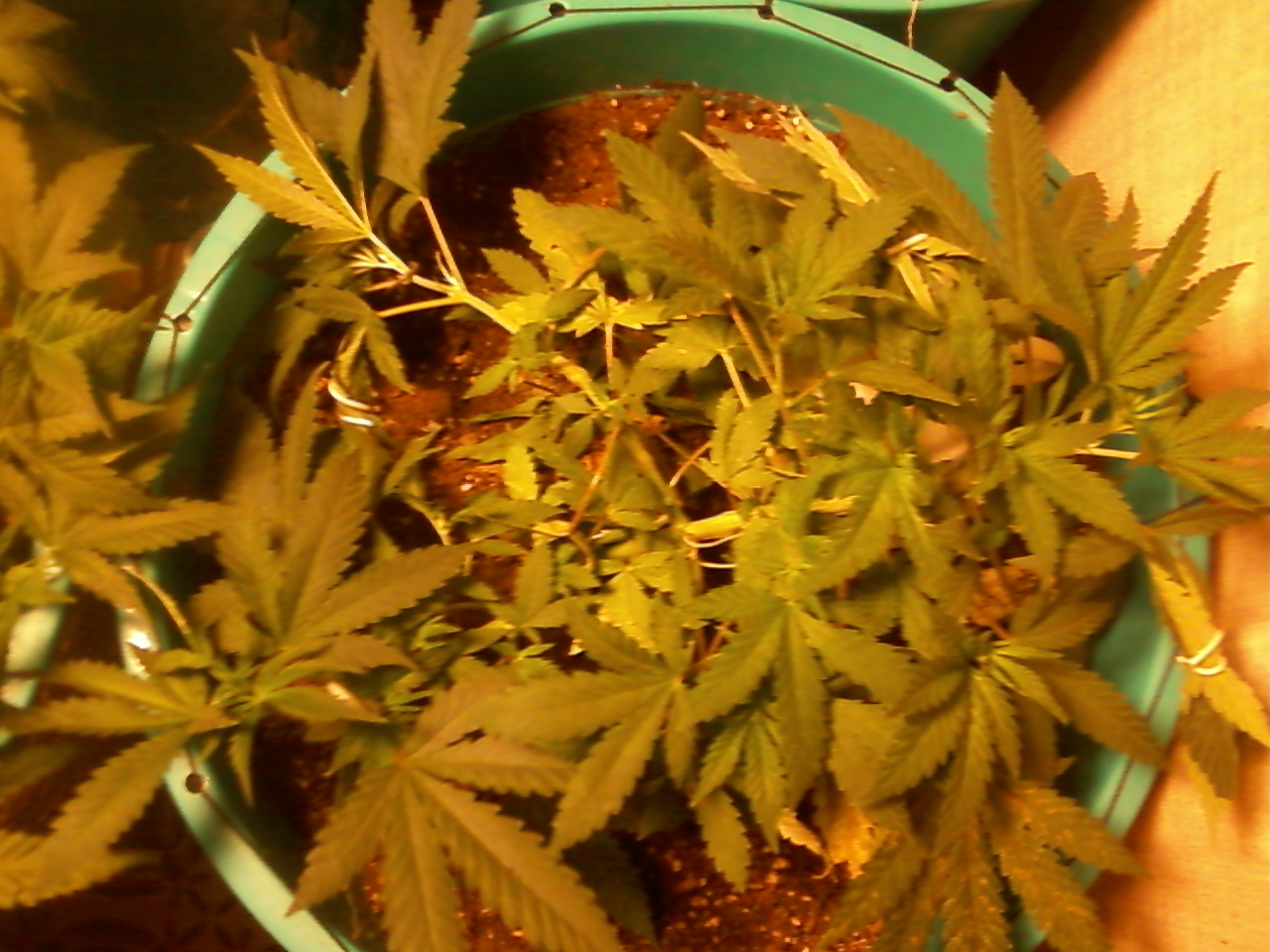 OG Kush fem