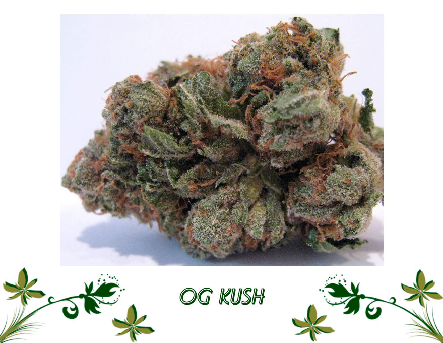 OG Kush сорт