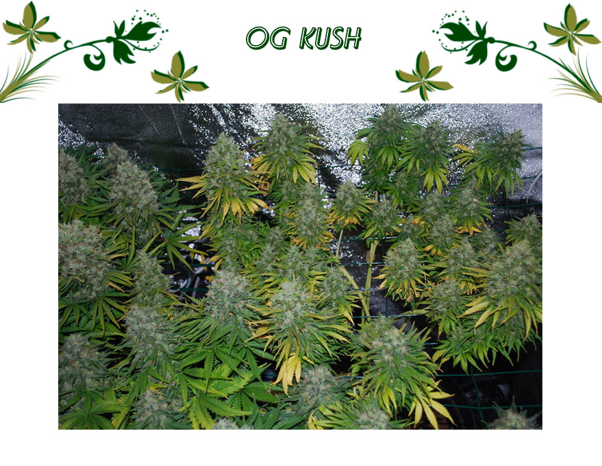 Og kush