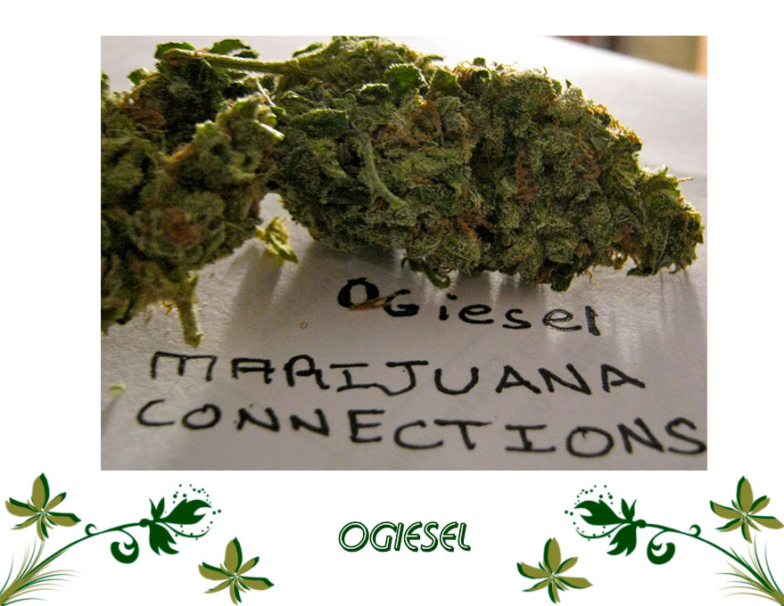 OGiesel сорт