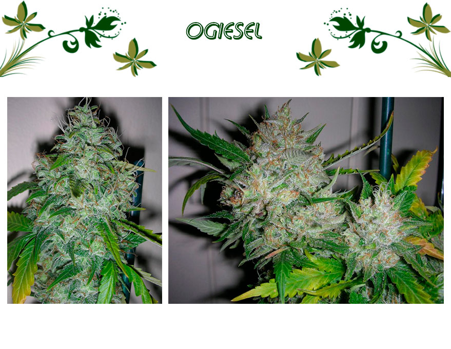 OGiesel