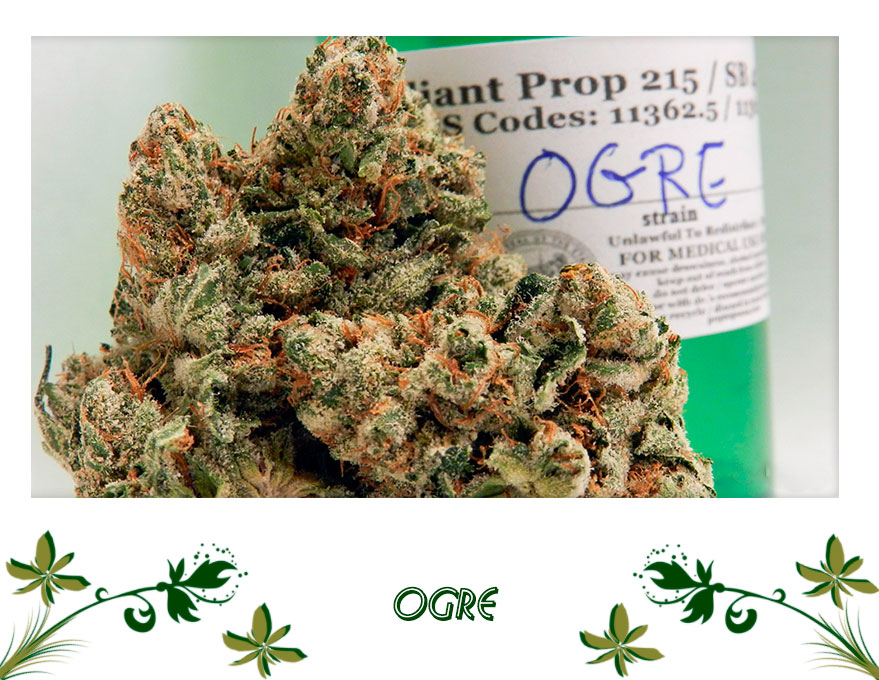 Ogre сорт