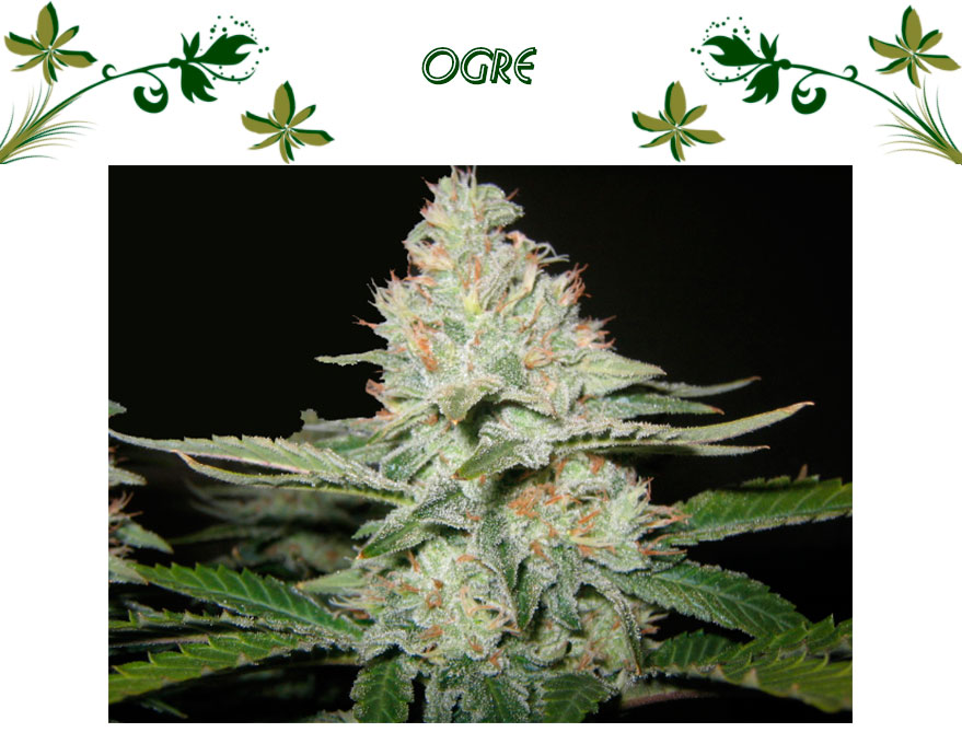 Ogre