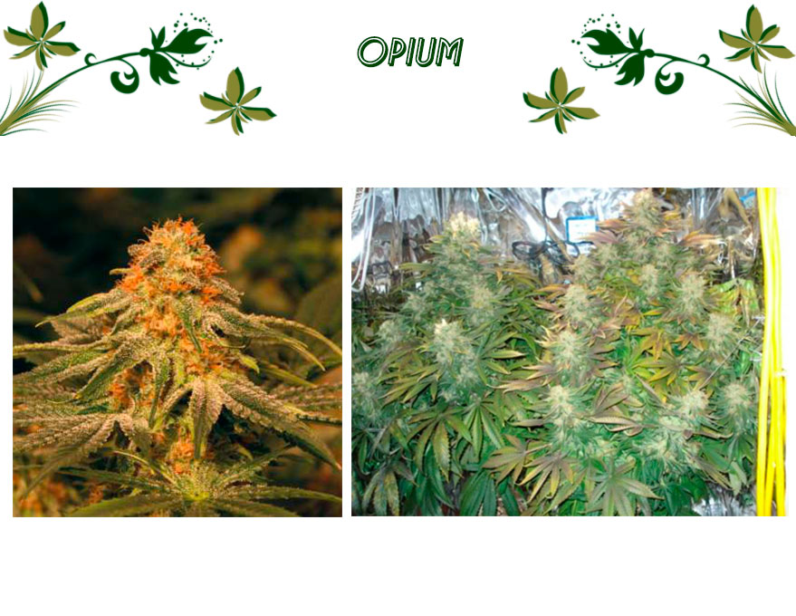 OPIUM сорт