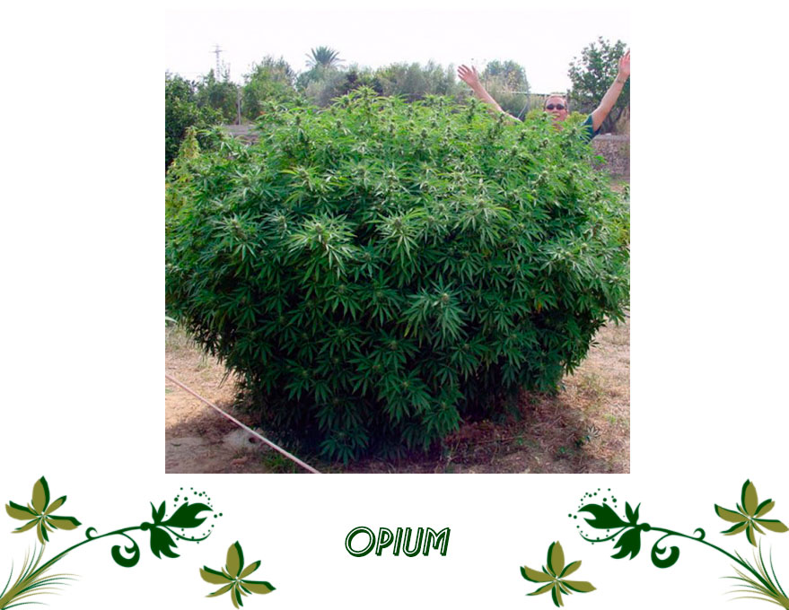 OPIUM