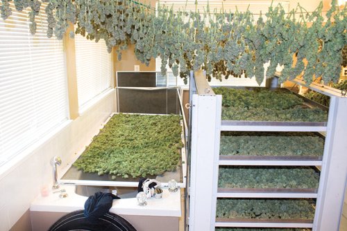 Optimize Your Growing Environment