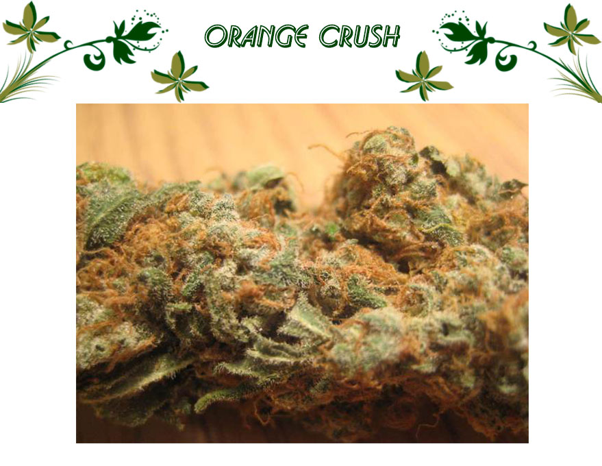Orange Crush