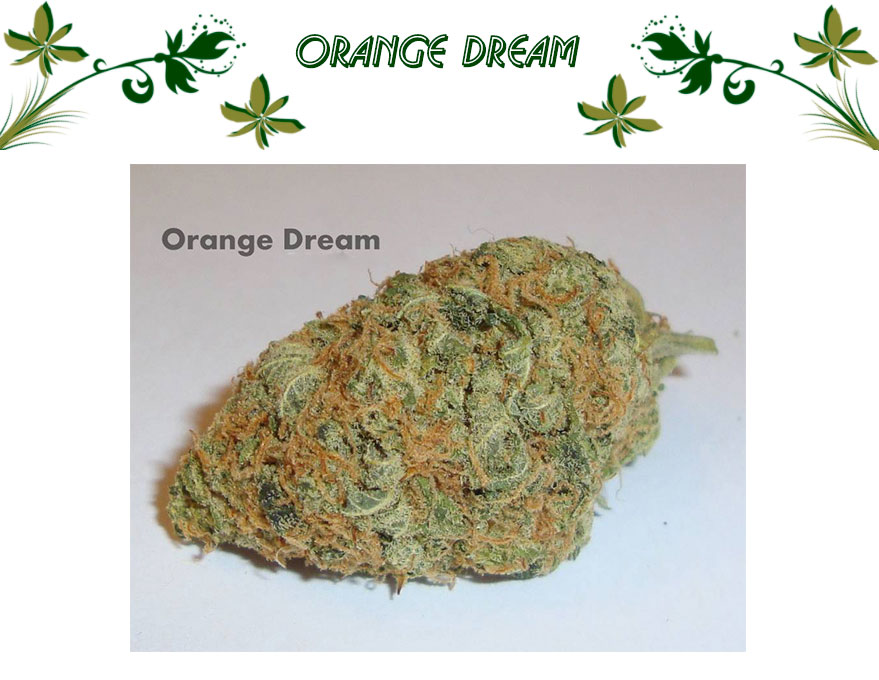 Orange Dream