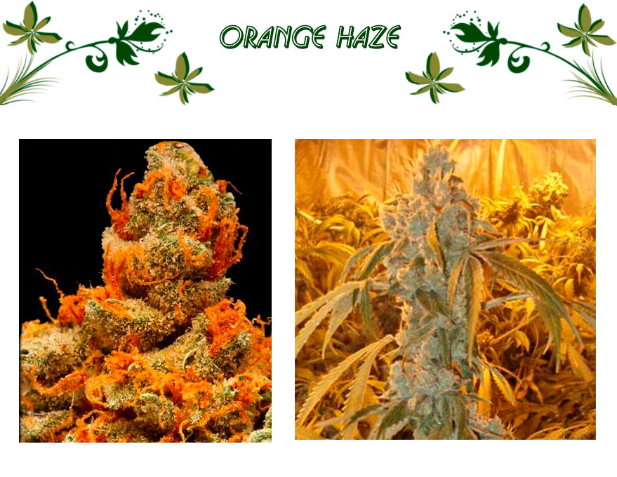 orange haze