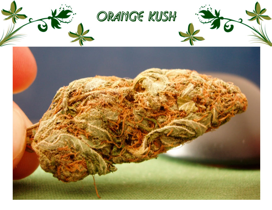 Orange Kush