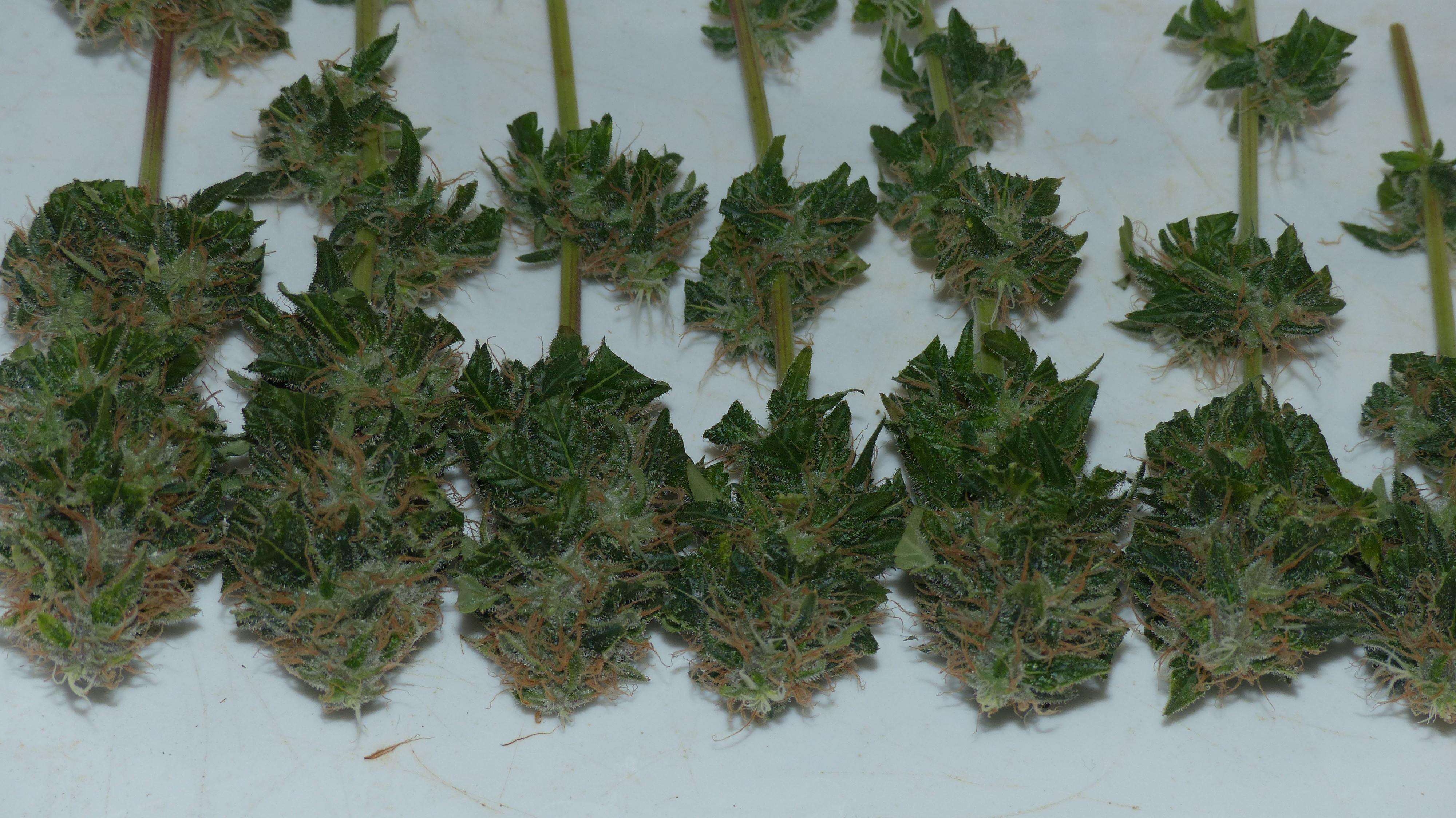 Orange Sherbet 1