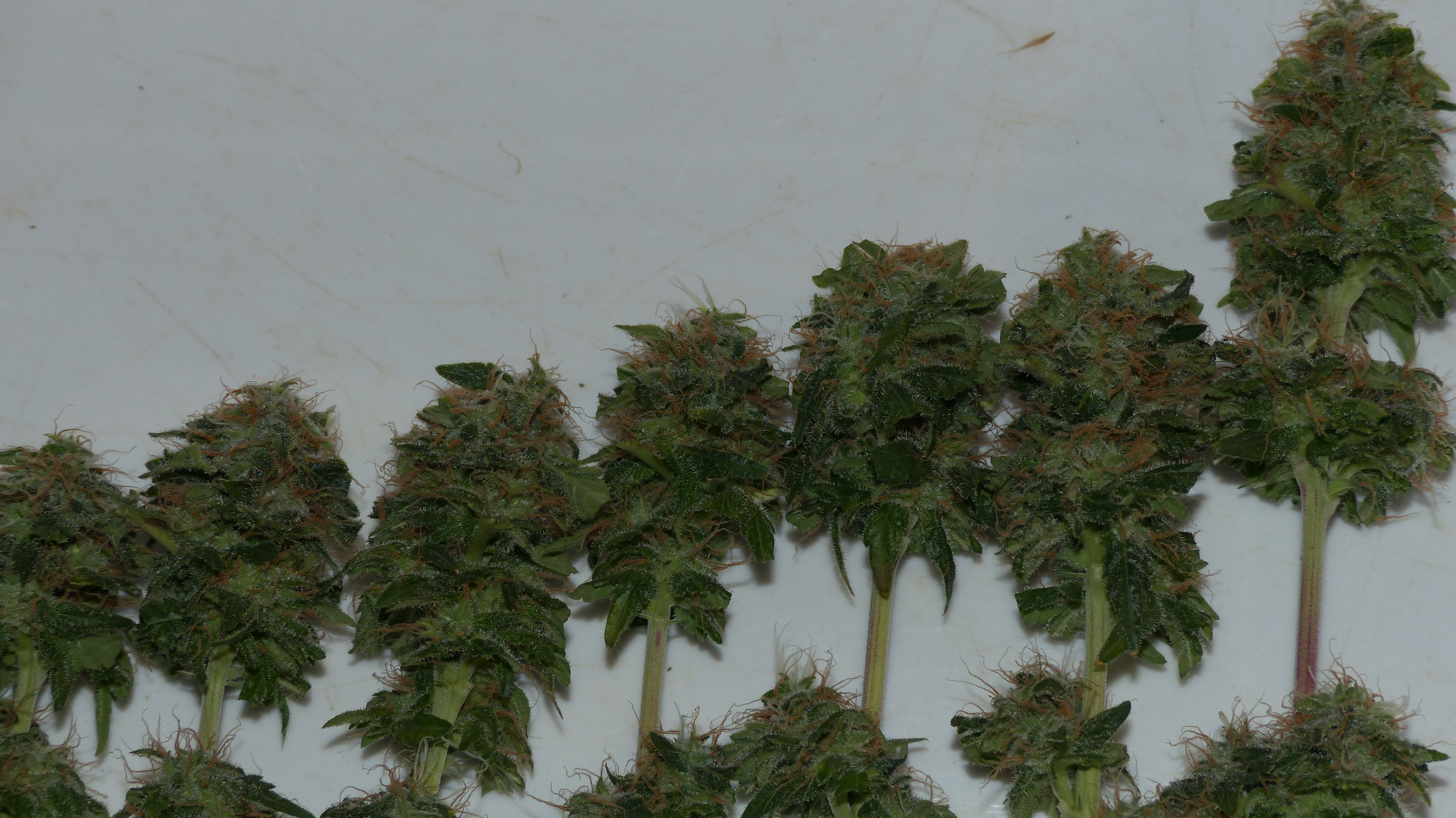 Orange Sherbet 2