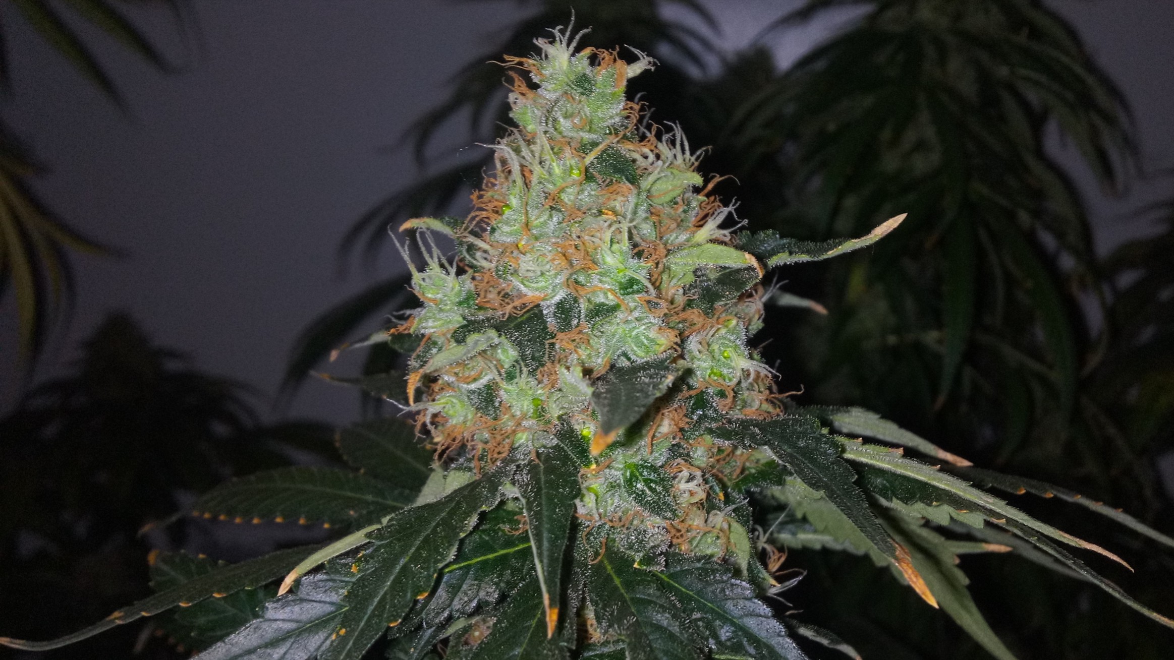 Orange Sherbet 55D 12\12