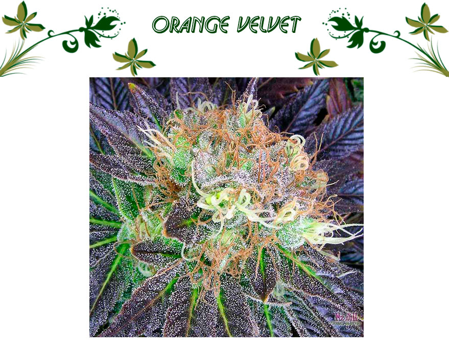 Orange Velvet