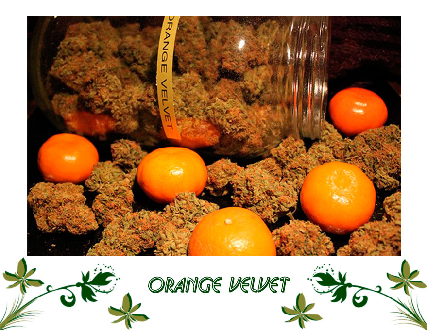 Orange Velvet1