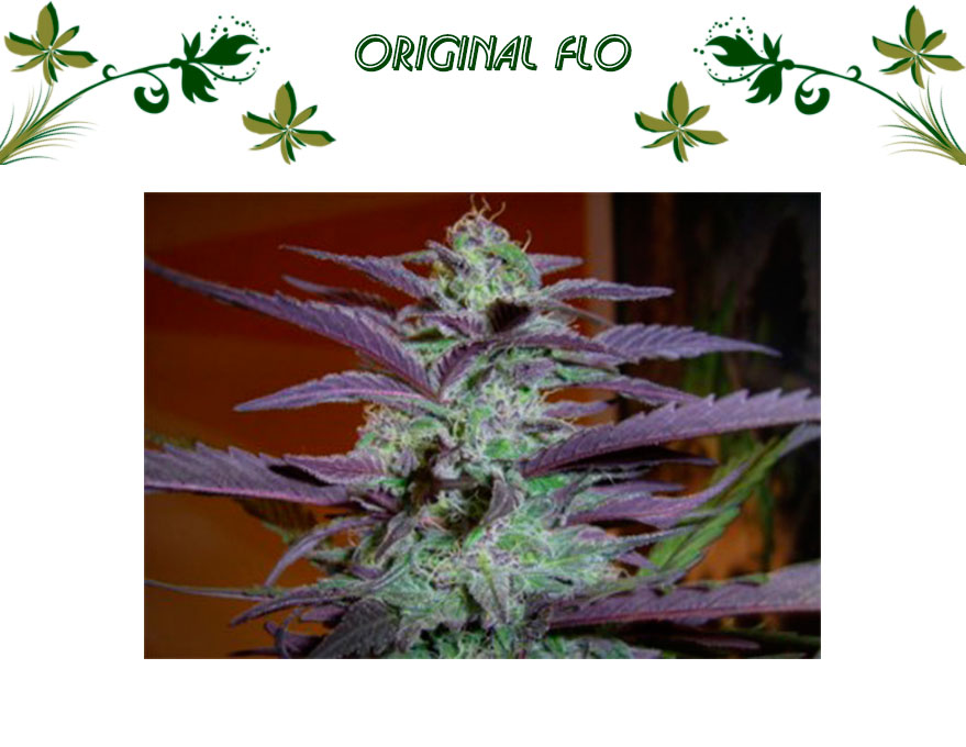 ORIGINAL FLO