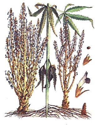 Orobanche ramosa