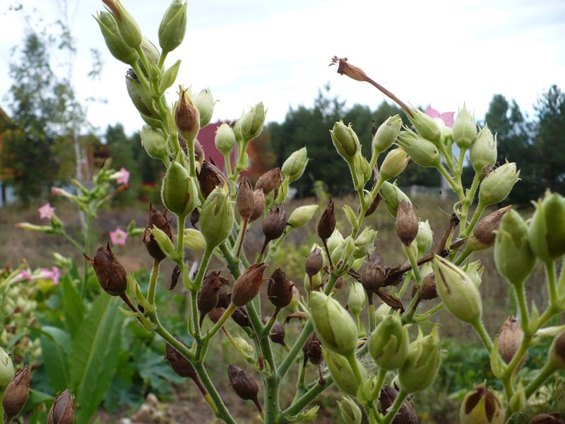 P1070028