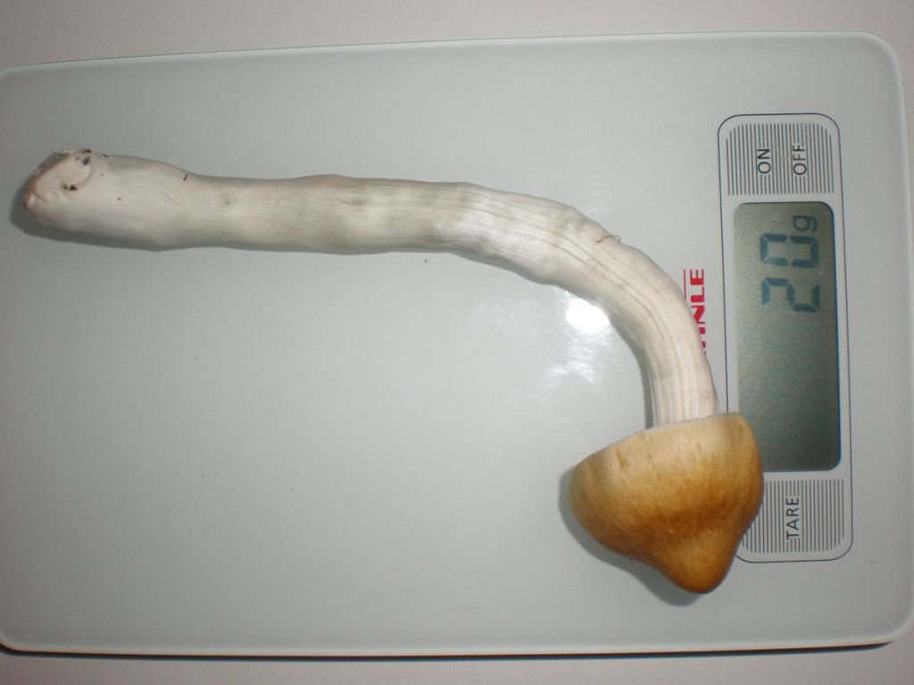 P5200155