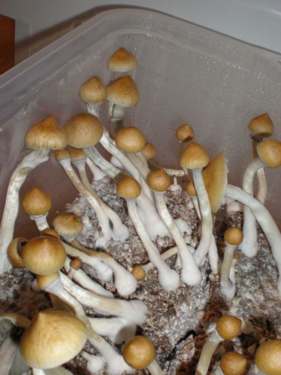 P6010166