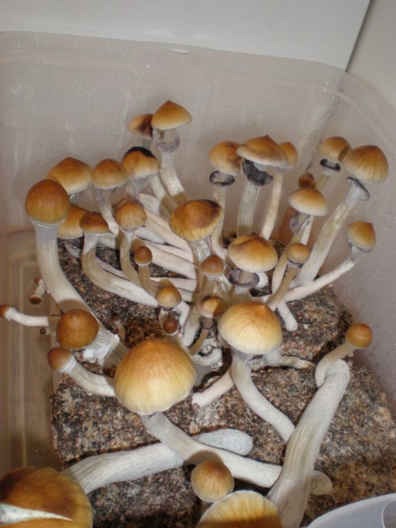 P7050198