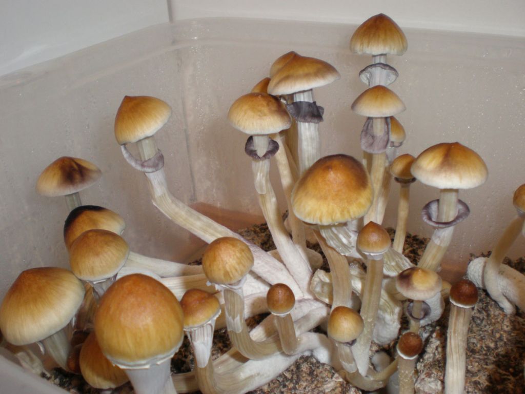 P7050201
